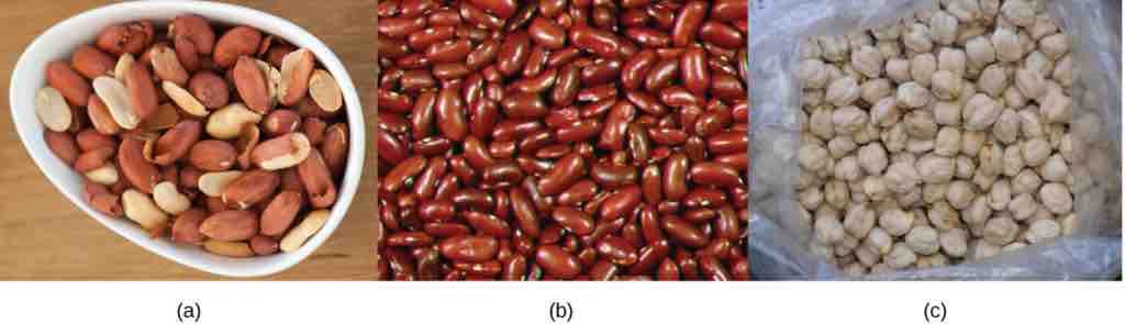 Nitrogen fixation in crops