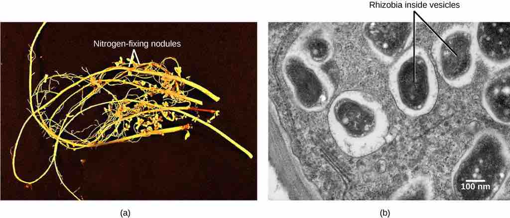 Rhizobia