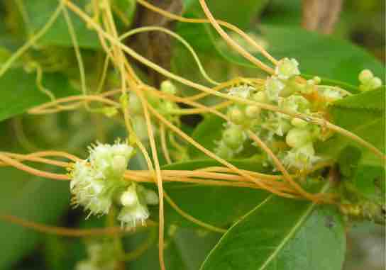 Parasitic plants