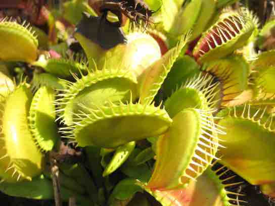 Insectivorous plants