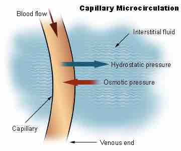 Capillary Dynamics