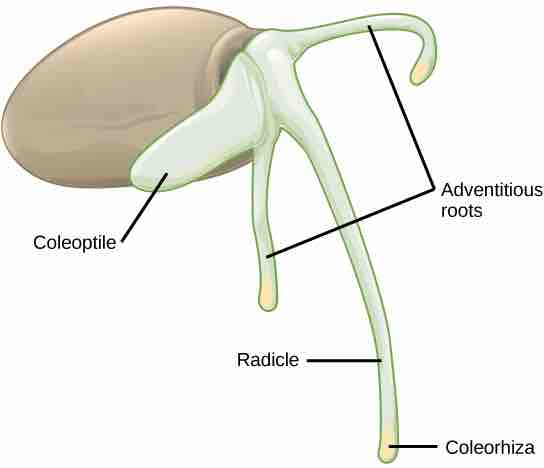 Monocot seeds