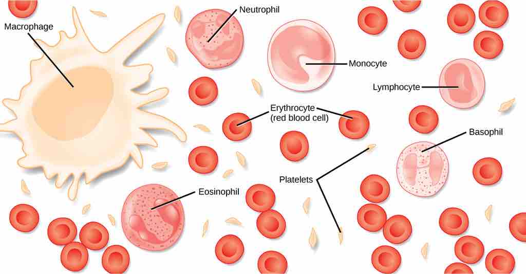 Blood Tissue