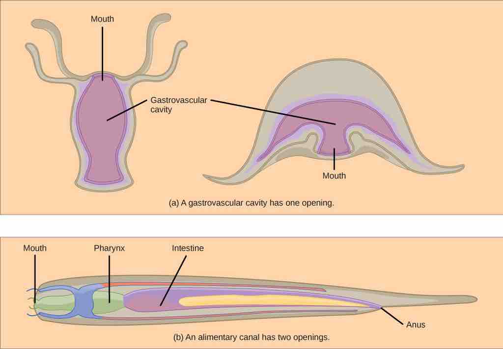 Invertebrate digestive systems