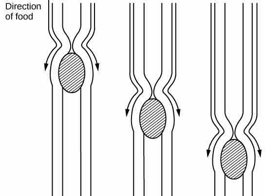 Esophagus