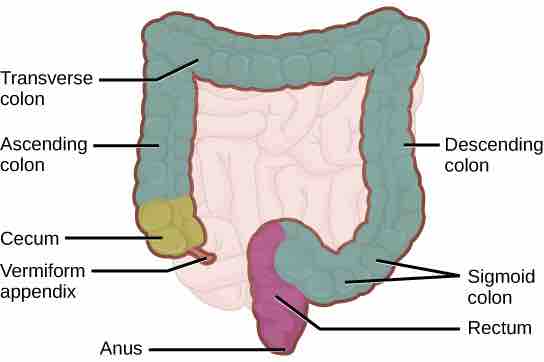 Large intestine