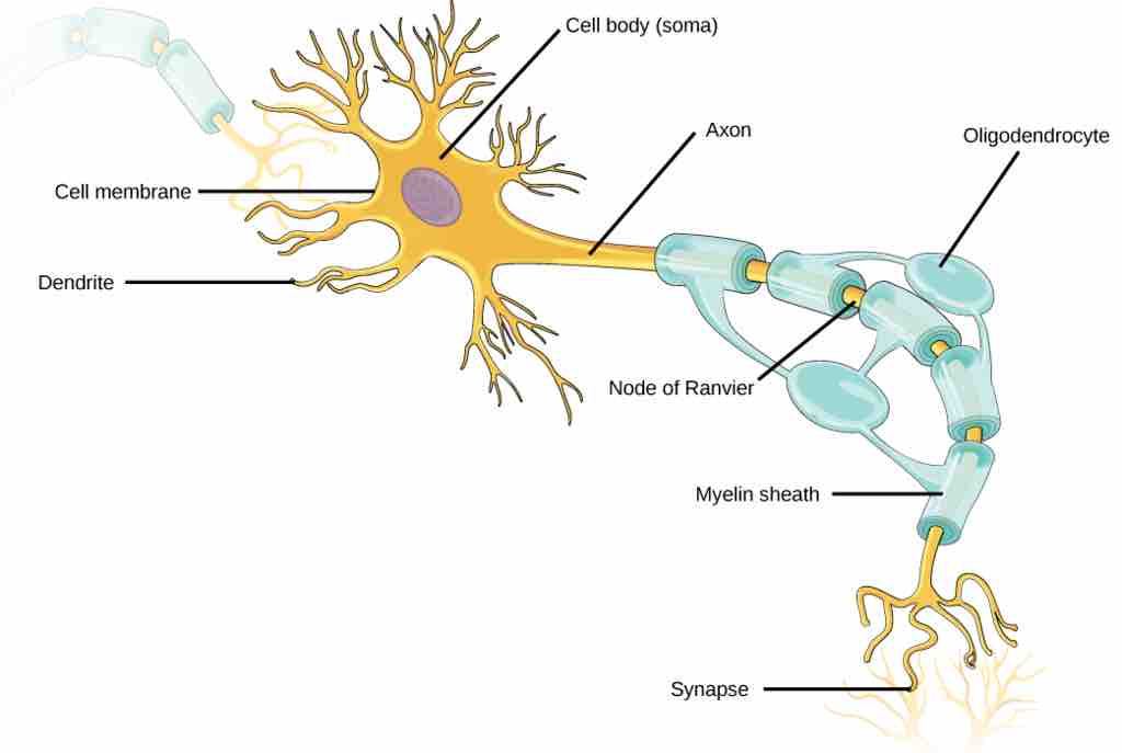 Cellular structure of neurons