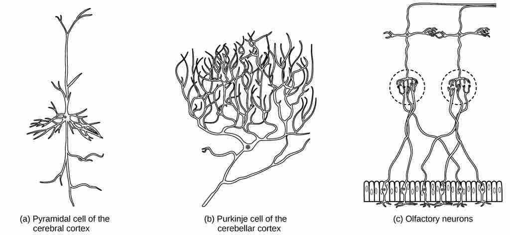 Neuron diversity