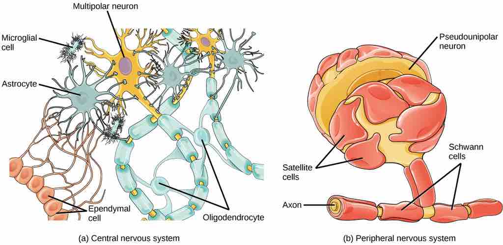 Glial cells