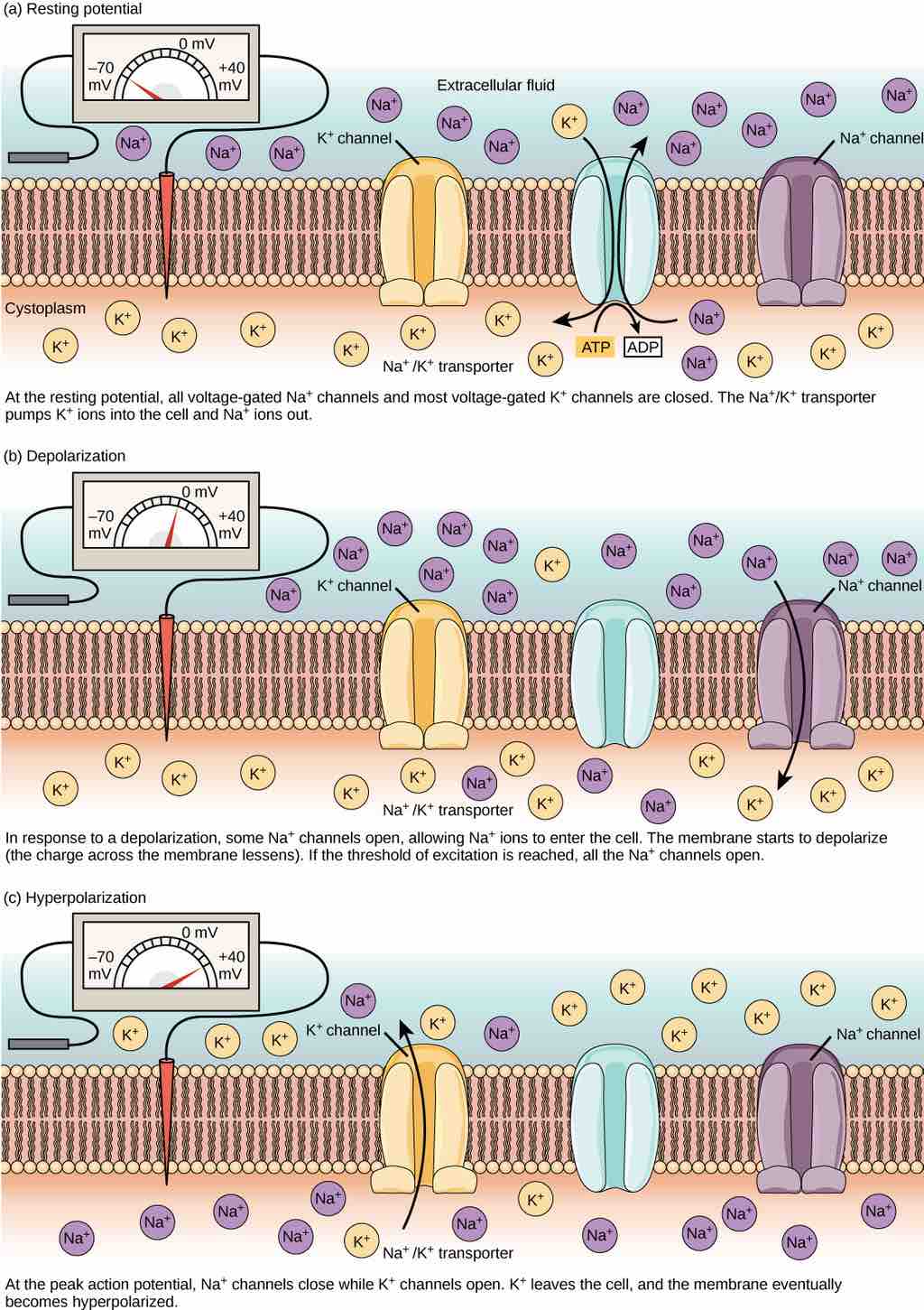 Membrane potential