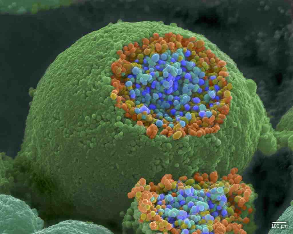 Synaptic vesicles inside a neuron