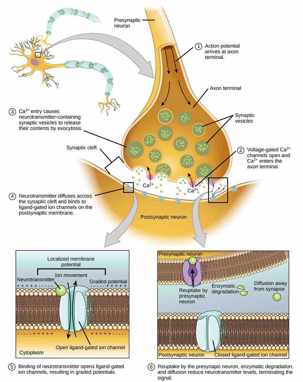 Communication at a chemical synapse