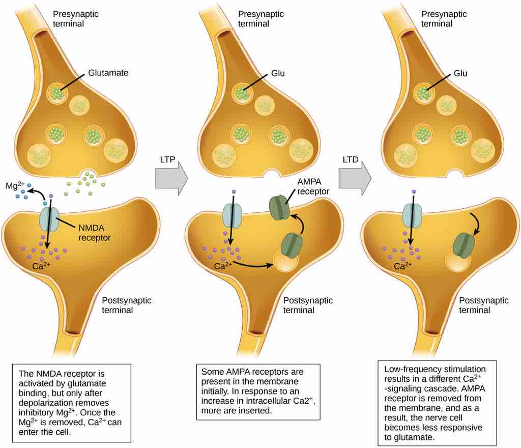 Long-term potentiation and depression