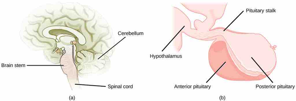 Pituitary gland