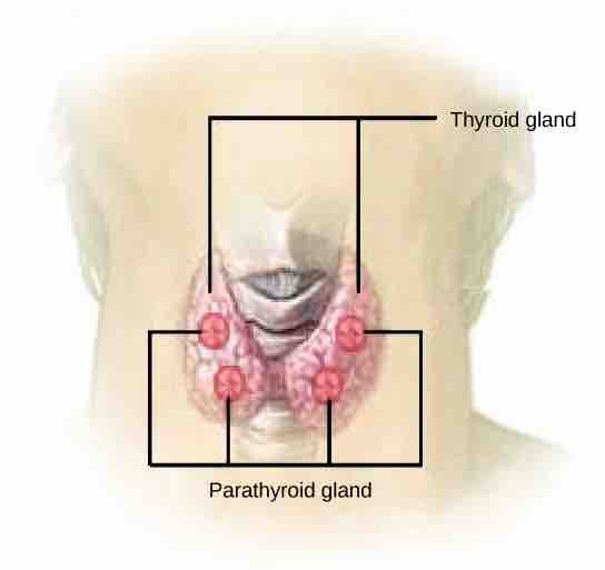 Parathyroid glands