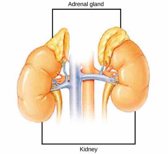 Adrenal glands