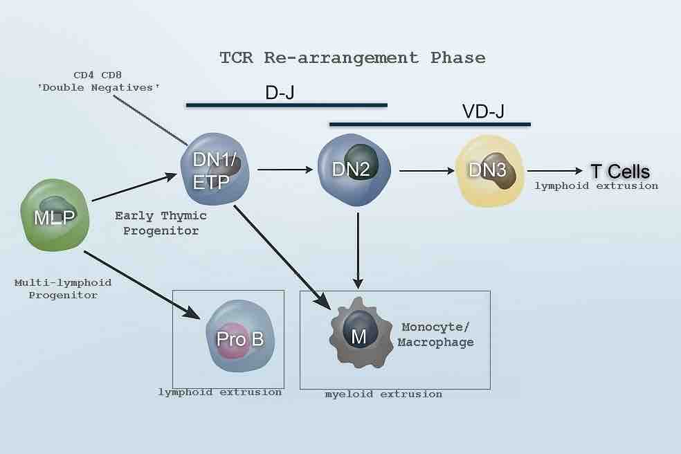 Revised Lineage Myelo-lymphoid Flowchart.