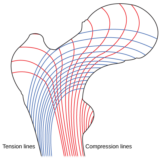 Arrangement of trabeculae in spongy bone