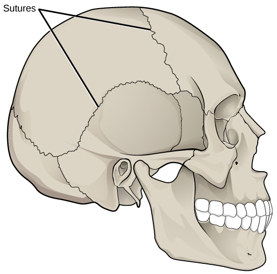 Sutures