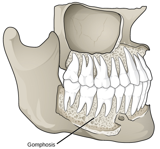 Gomphoses