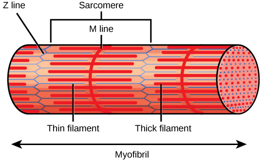 Sarcomere