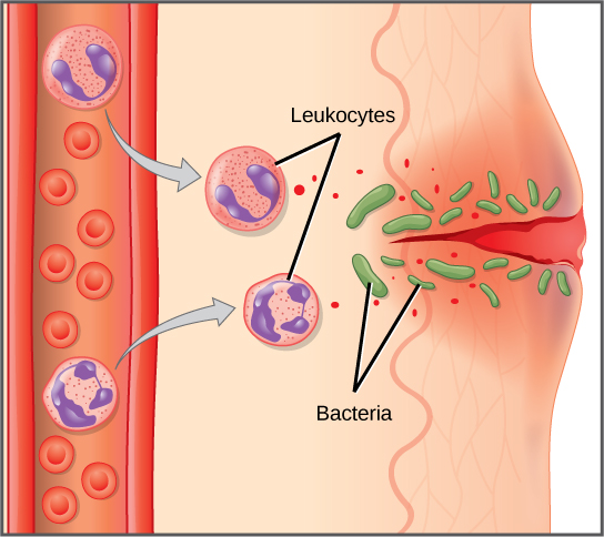 Innate immune response to cuts