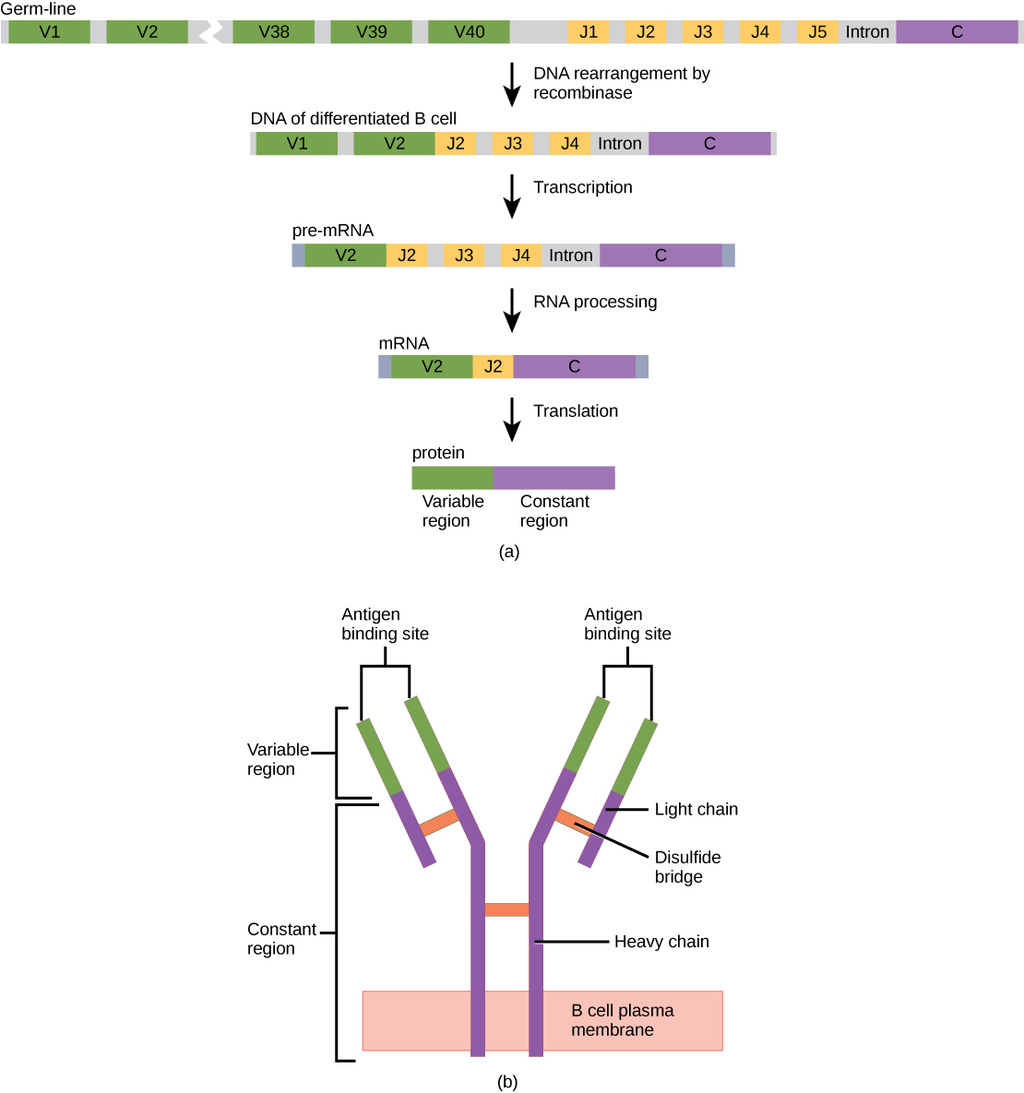 Antibodies