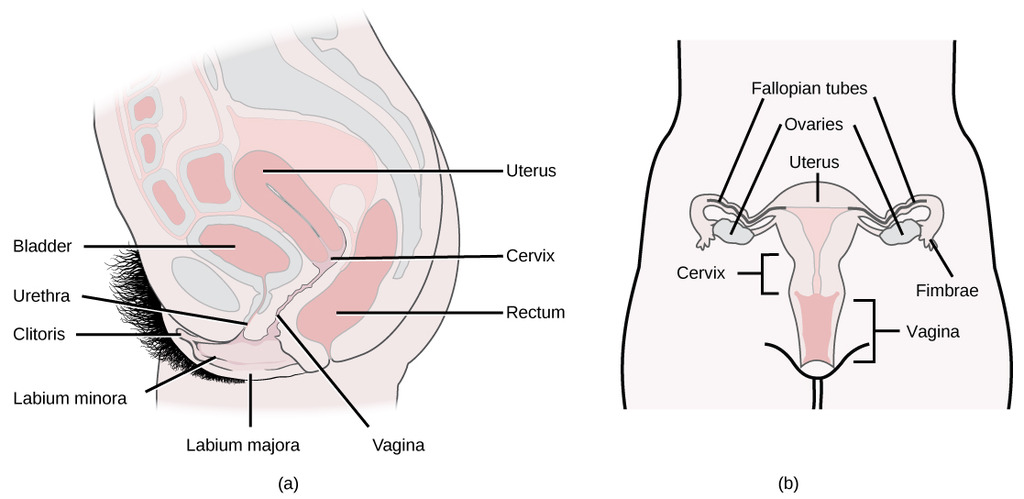 Female reproductive anatomy