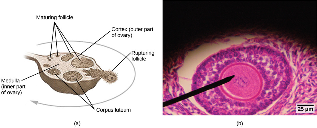 Oocyte development