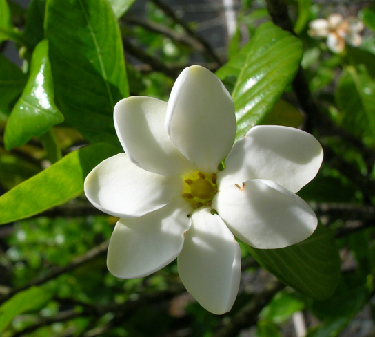 Endangered forest gardenia