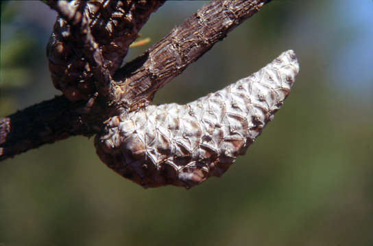 Jack pine cones