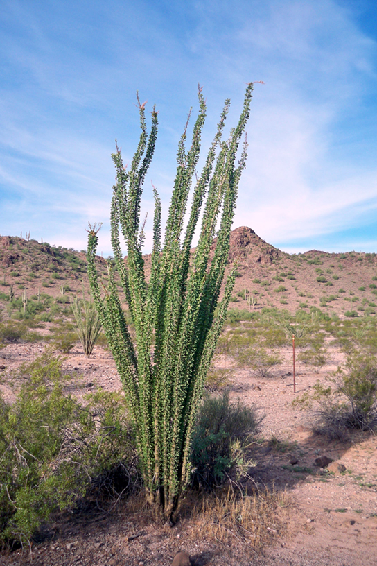 Desert plants