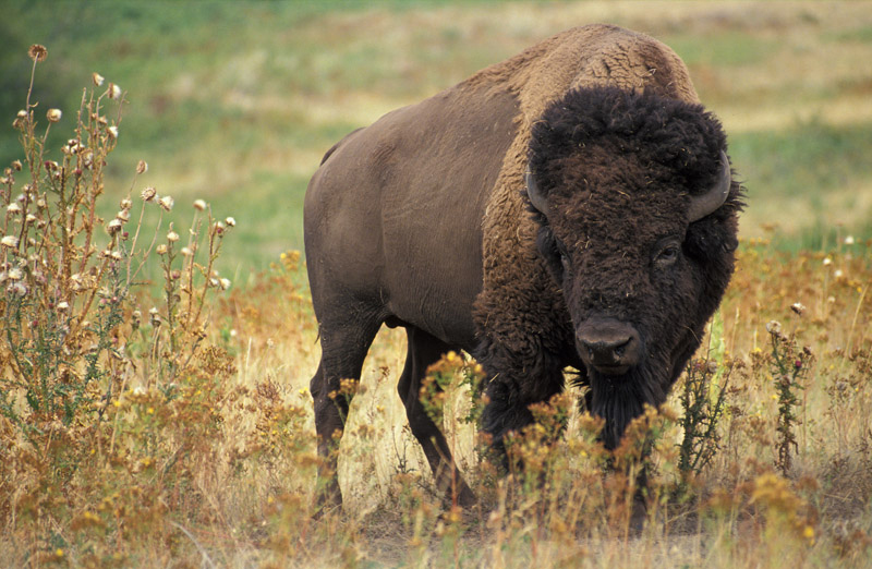 Grazing animals