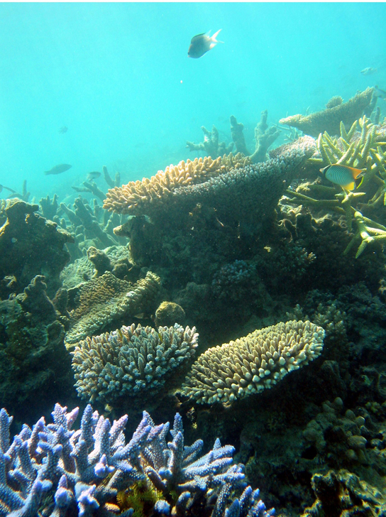 Coral reefs