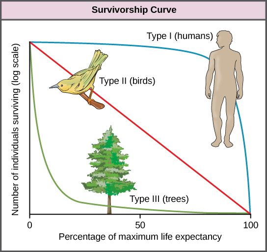 Survivorship curves show the distribution of individuals in a population according to age