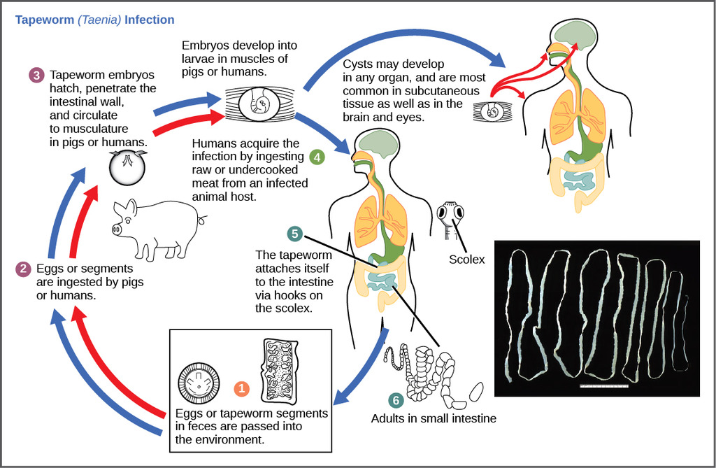 Lifecycle of a parasitic tapeworm