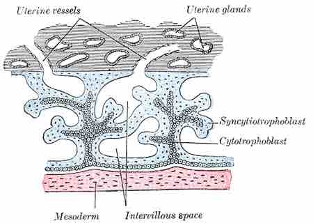 Chorionic villi