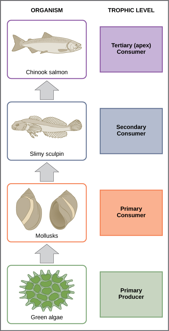 Food chain