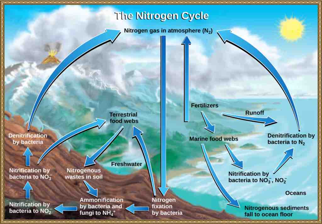 Nitrogen fixation