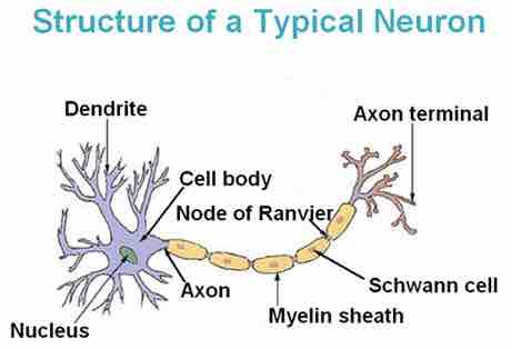 The structure of a neuron