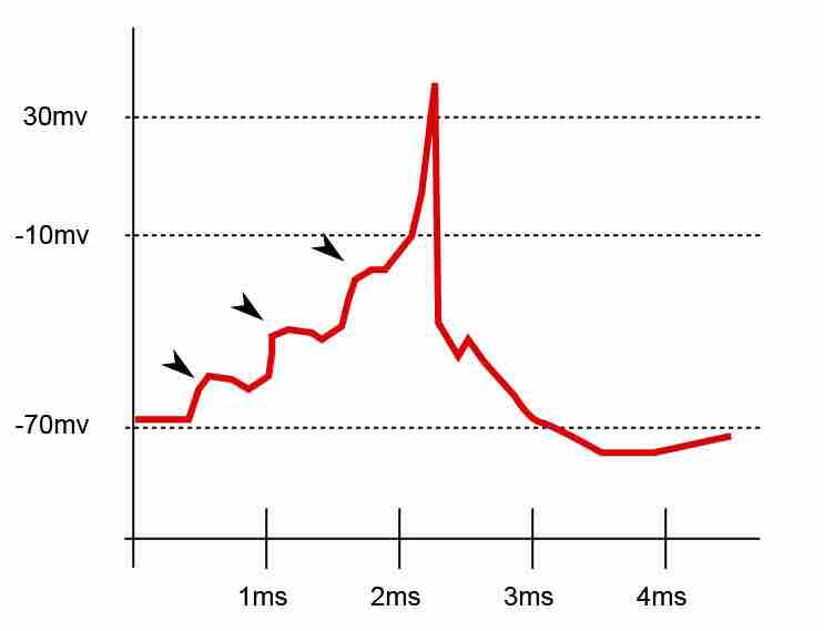 The electrical response of a neuron to multiple synaptic inputs