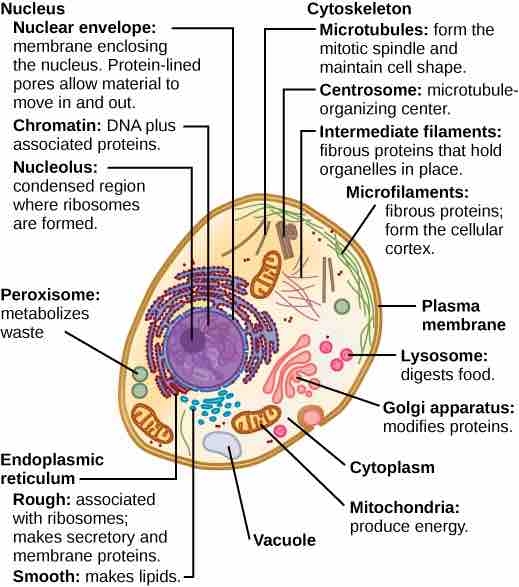 Animal Cells