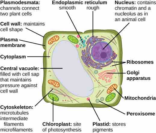 Plant Cells