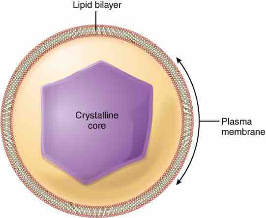 Peroxisomes