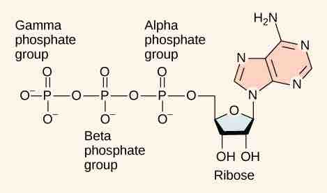 Adenosine Triphosphate (ATP)