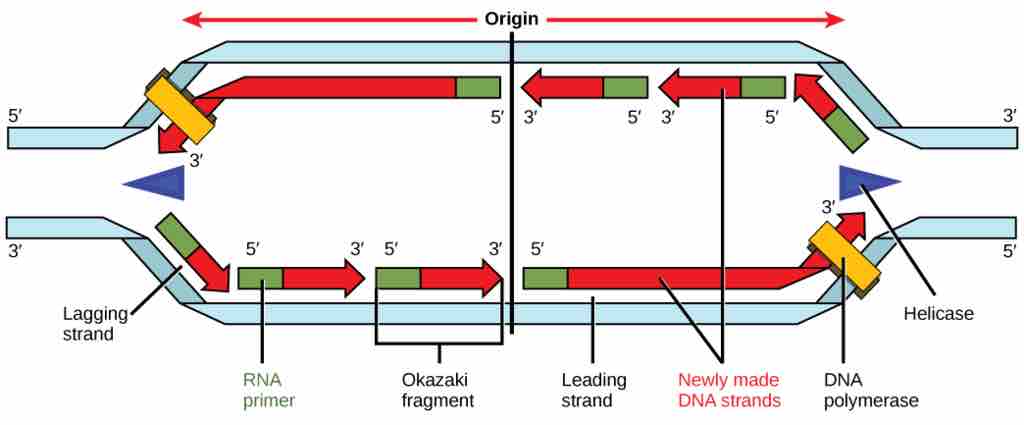 Replication Fork Formation