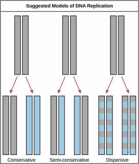 Suggested Models of DNA Replication