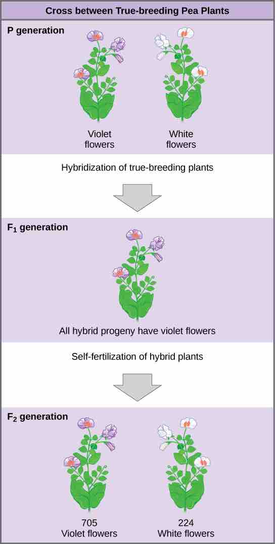 Mendel's Pea Plants