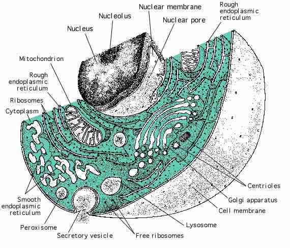 Structure of an Animal Cell