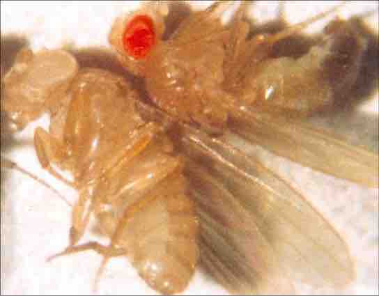 Eye Color in Fruit Flies